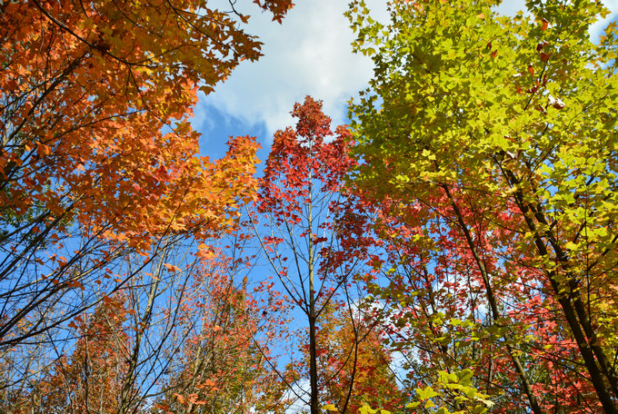 昆明周邊3日游：親子農(nóng)耕勞動，植物世界探秘，繪畫美麗家園！