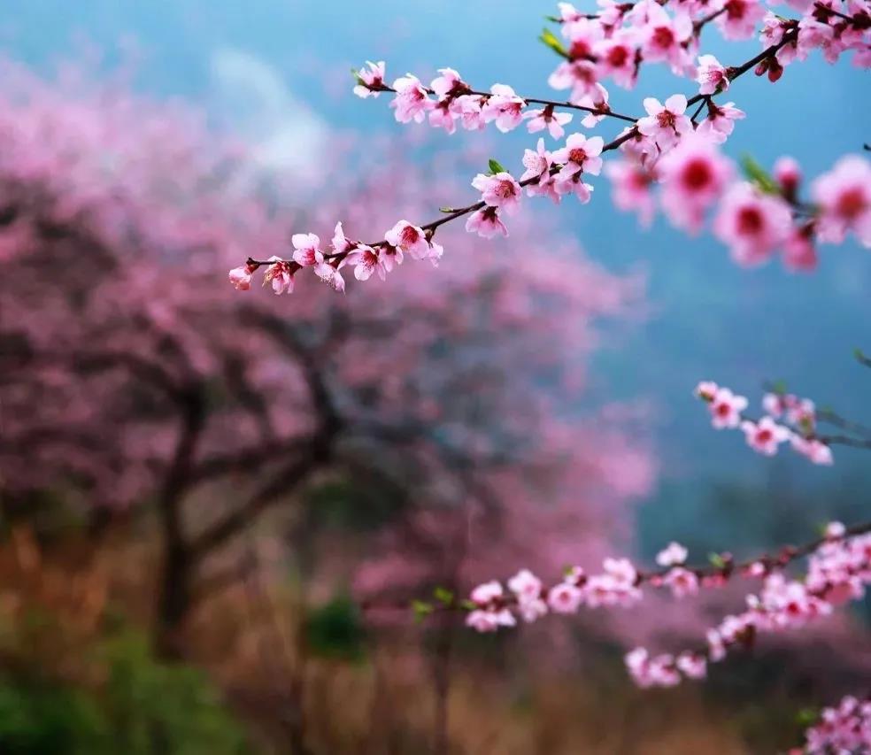 三月來(lái)怒江，你不能錯(cuò)過(guò)的丙中洛！