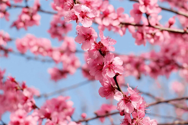 怒江旅游：春“滿”怒江丨花漫怒江，春深如許